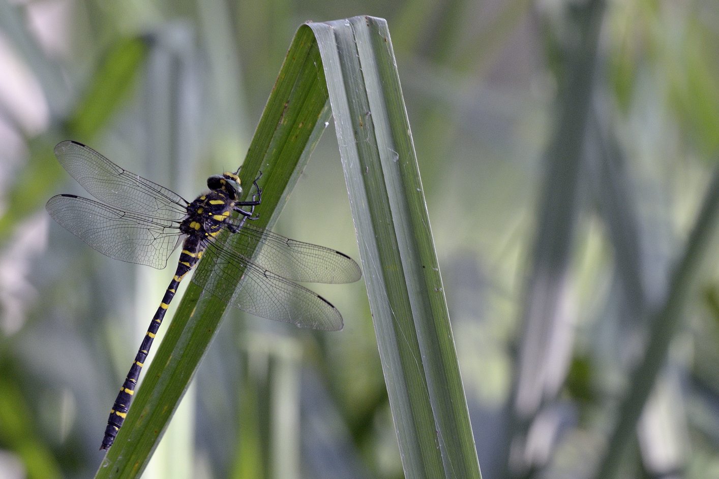 Cordulegaster boltonii m.